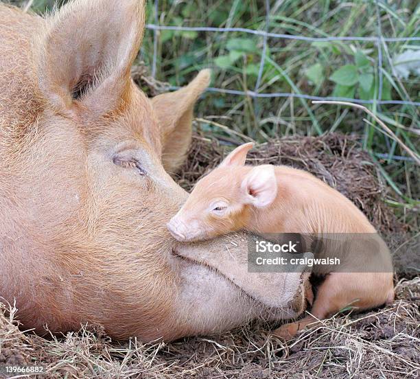 Tamworth Pig And Her New Piglet Stock Photo - Download Image Now - Embracing, Pig, Piglet