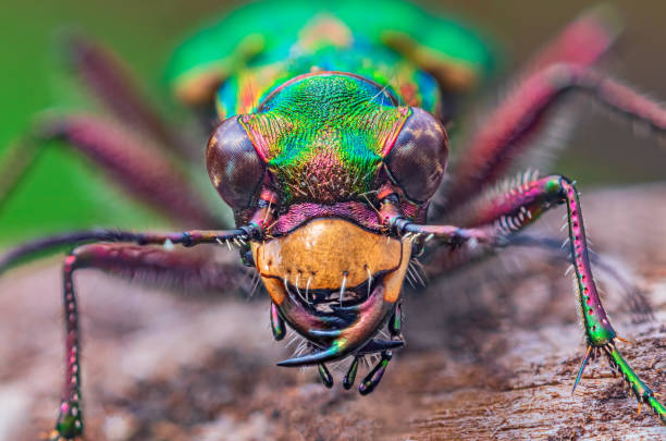 portrait of tiger beetle - cicindela campestris, background with beetle - 班蝥 圖片 個照片及圖片檔