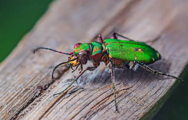Photo of Green Tiger Beetle - Cicindela campestris, background with beetle