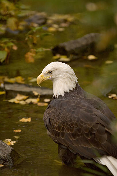 soon eagle stock photo