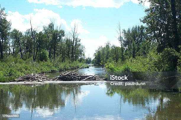 Photo libre de droit de Barrage De Castor banque d'images et plus d'images libres de droit de Barrage - Barrage, Barrage de castor, Bois