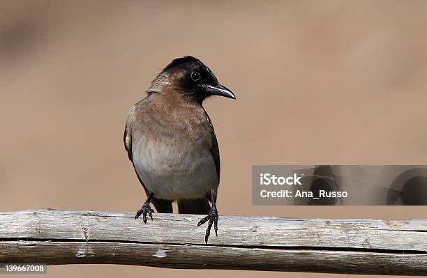 ササゲ Bulbul - 1人のストックフォトや画像を多数ご用意 - 1人, アフリカ民族, 人物