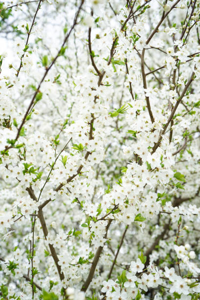 Cherry or apple blossom against background, vertical. stock photo