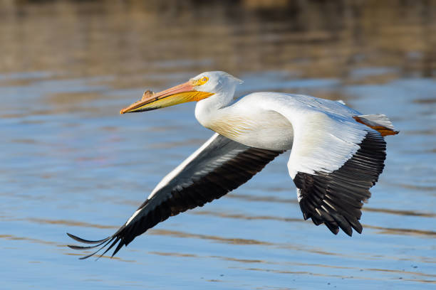 istock Migratory birds in Colorado. American White Pelican in flight. 1396670203