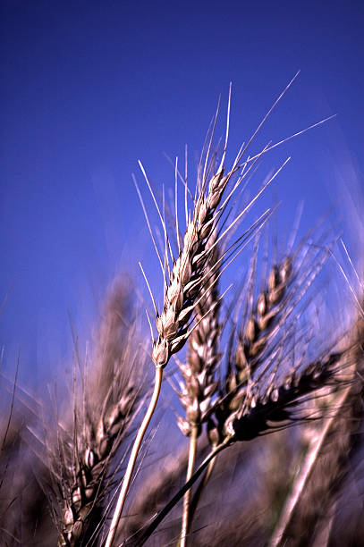 wheat stalks stock photo