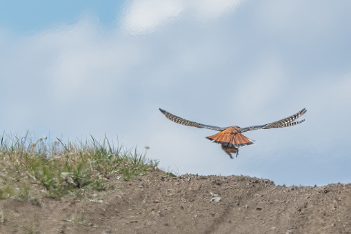 A lanner falcon (Falco biarmicus) landing with outstretched wings, South Africa