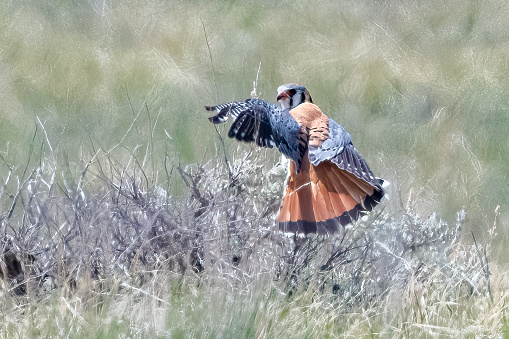 Kestrel is flying away from camera after catching small animal on Montana prairie far from civilization in northwestern United States of America (USA).
