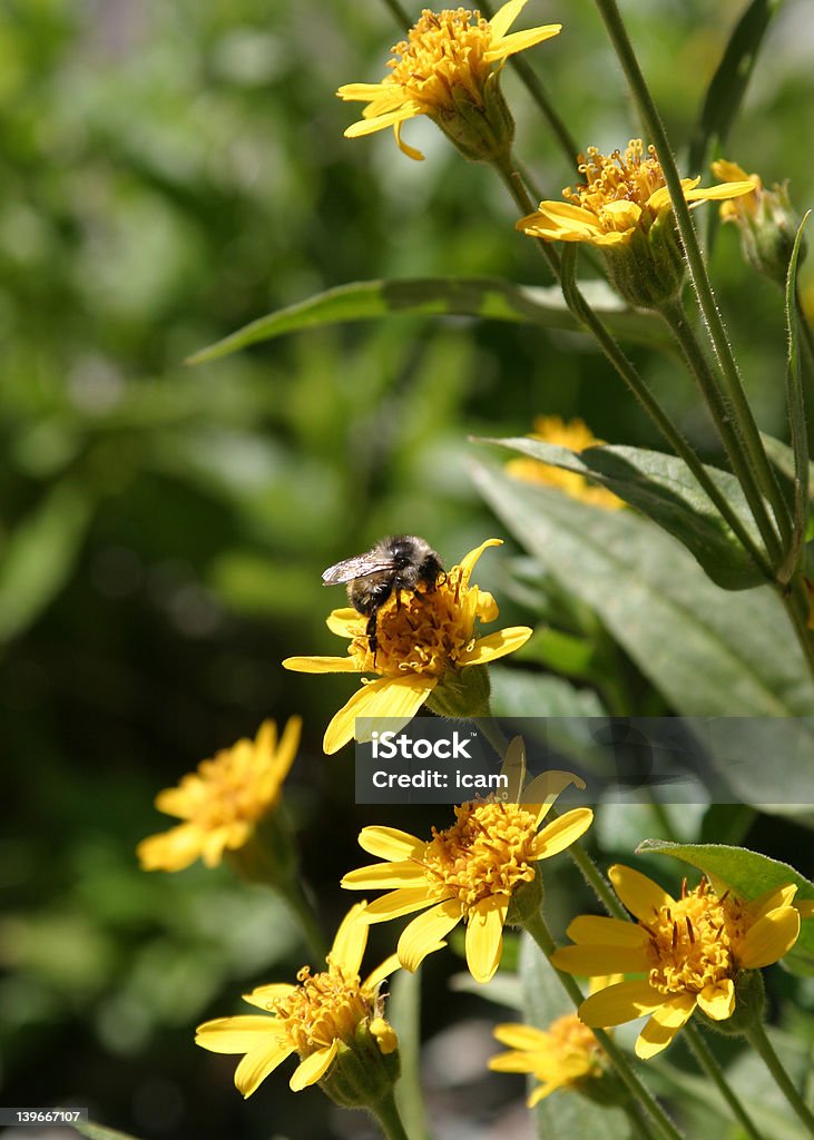 Цветок Bee - Стоковые фото Waterton Lake роялти-фри