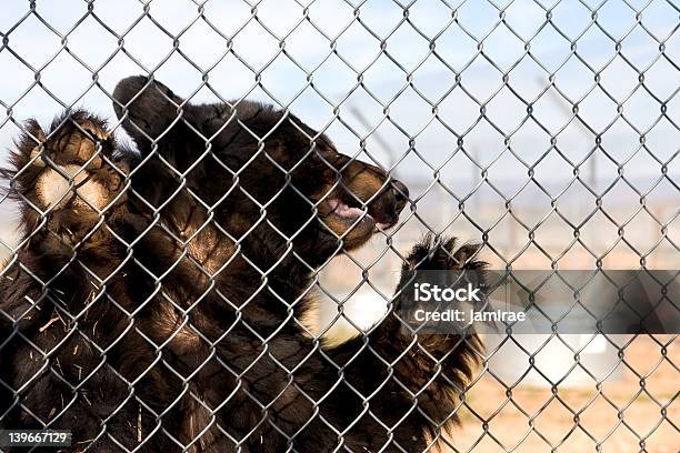 Bär Auf Zaun Stockfoto und mehr Bilder von Zaun - Zaun, Amerikanischer Schwarzbär, Bär