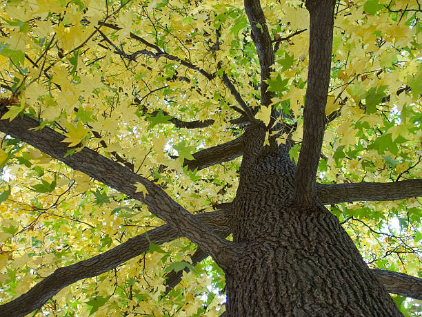 istock Sweet Gum Tree in Autumn 139667141