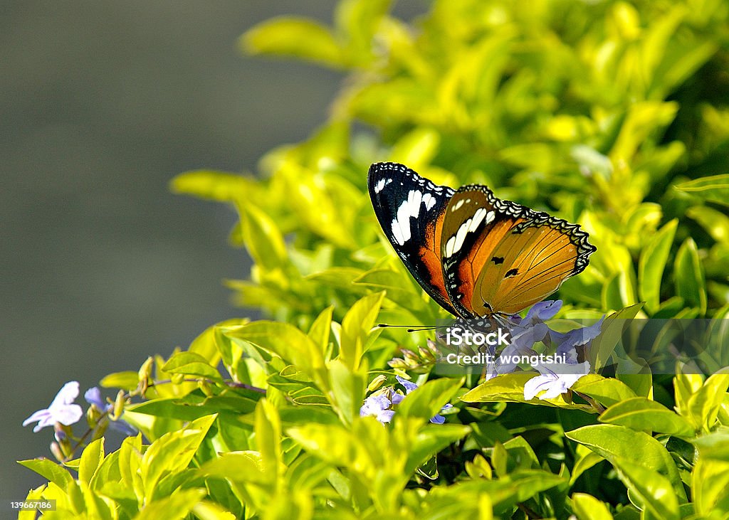 Papillon - Photo de Aile d'animal libre de droits