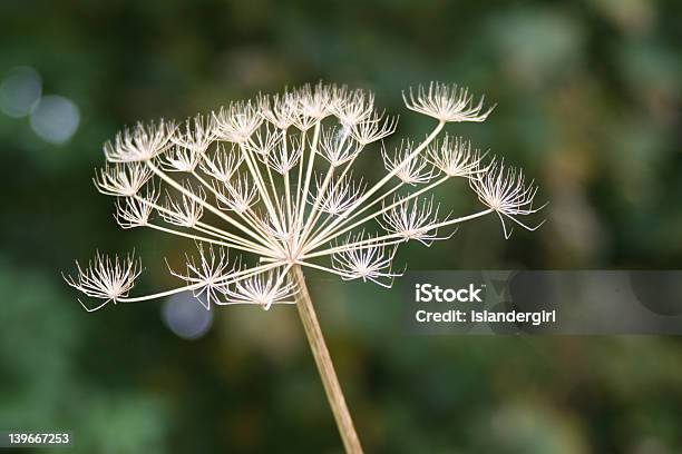 Seedhead Planta Foto de stock y más banco de imágenes de Abrir - Abrir, Aire libre, Animales salvajes