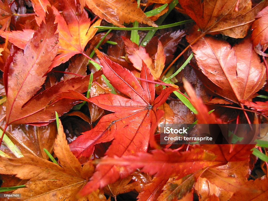 Maple folhas outono grande - Royalty-free Antigo Foto de stock