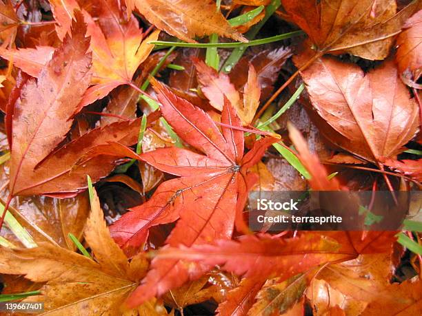 Maple Folhas Outono Grande - Fotografias de stock e mais imagens de Antigo - Antigo, Ao Ar Livre, Apodrecer