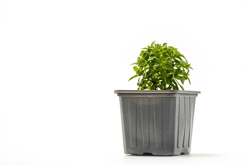 Fresh shoot basil in a pot isolated on white