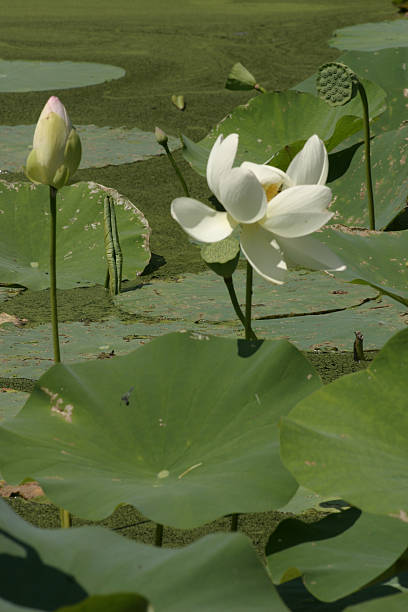 Lotus Bud e Flor de lótus, Forest Park MA - fotografia de stock