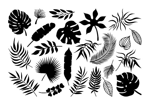 Vector Palm leaf icons set. Black tropical plants leaves silhouette exotic collection. Monstera, fan palm, banana, eucalyptus, coconut palm leaves isolated on white background.