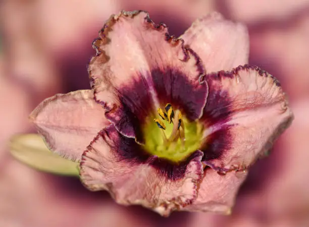 Large pink-purple daylily flower with wavy petals. close-up with top view and blurred background. A daylily with a yellow heart and long stamens. Large garden flower of bright color.