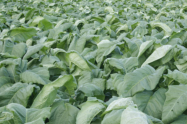 Campo verde-grande folha de tabaco no MA - fotografia de stock