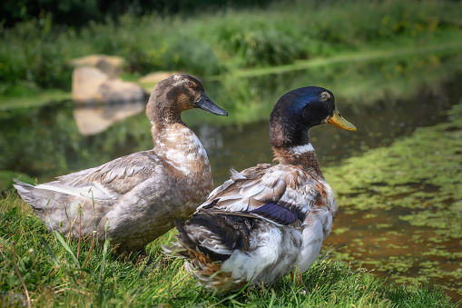 A pair of wild ducks is resting on the shore of a forest lake on a summer sunny day. close-up. Ducks sit in the green grass and look into the distance at the lake. Multi-colored feathers. Russia, Ural