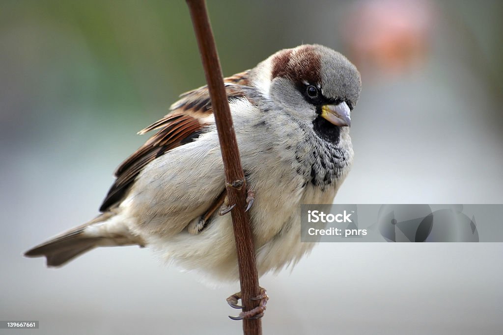 Wróbel vel Passer Domesticus - Zbiór zdjęć royalty-free (Biały)