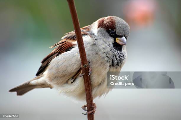 Wróbel Vel Passer Domesticus - zdjęcia stockowe i więcej obrazów Biały - Biały, Brązowy, Czekać