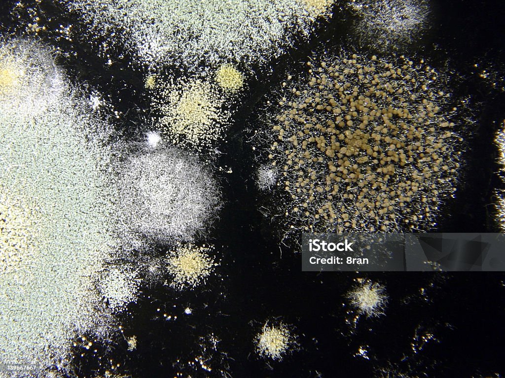 Mold aux spores - Photo de Beige libre de droits