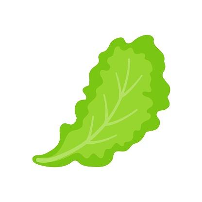 Lettuce. Green leafy vegetables for a healthy salad.