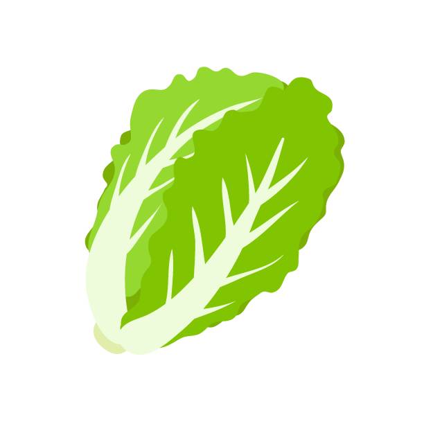 270 Salade Iceberg Stock Illustrations Graphiques Vectoriels Libre De 270-salade-iceberg-stock-illustrations-graphiques-vectoriels-libre-de