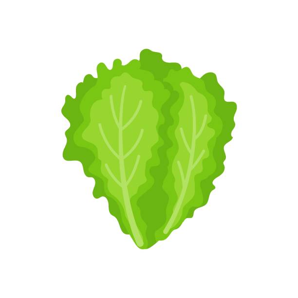270 Salade Iceberg Stock Illustrations Graphiques Vectoriels Libre De 270-salade-iceberg-stock-illustrations-graphiques-vectoriels-libre-de