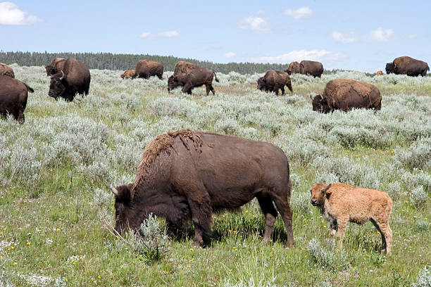 istock BUFFALO MOTHER AND BABY  WITH HERD 139667731