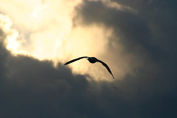 seagull in flight stock photo