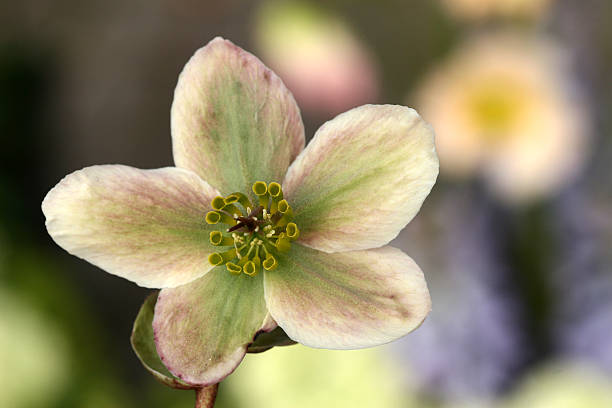 Helleborus niger closeup picture of a flower, christmas rose Sepal stock pictures, royalty-free photos & images