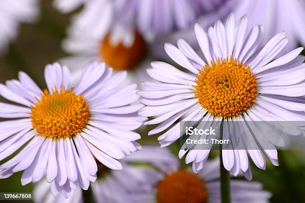 Dos Camomiles Foto de stock y más banco de imágenes de Aire libre - Aire libre, Bosque, Calor