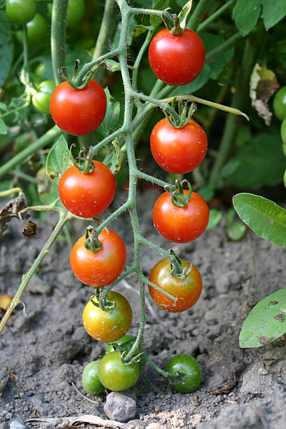 Sweet 100 de tomate Simetria - fotografia de stock