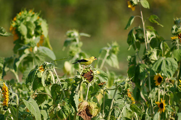 Goldfinch on 해바라기 스톡 사진