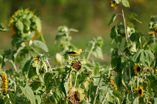 Em Sunflowers Pintassilgo - fotografia de stock