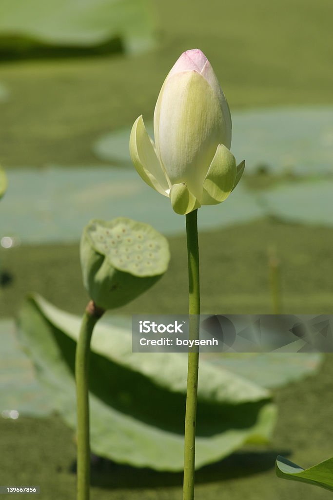 Culte; Lotus Bud et de Lotus fruits - Photo de Algue libre de droits