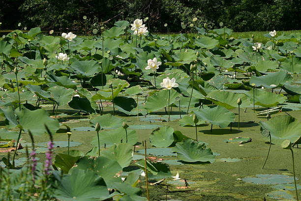 Lotus paisagem, Floresta Park MA - fotografia de stock