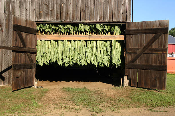 a cura de celeiro-tabaco plantas secagem - cigarette wrapping imagens e fotografias de stock