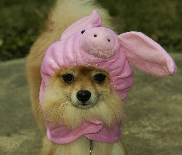 istock Fasi, the Piggy Pomeranian 139667874