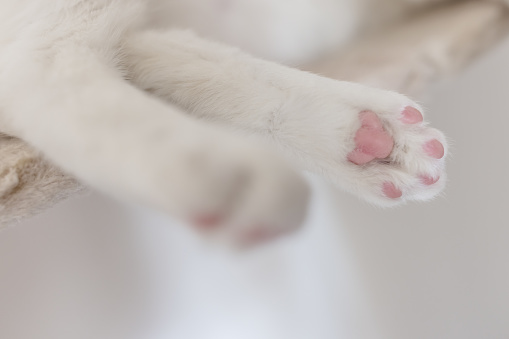 Cat laying on hanging rope bridge for cats hanging on the wall. Closeup of cute pink back paw pads of white cat