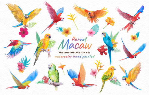 ilustrações, clipart, desenhos animados e ícones de coleção linda pássaro papagaio arara e flor paradisíaca de folha de folha pintada aquarela em papel textura branco fundo - periquito