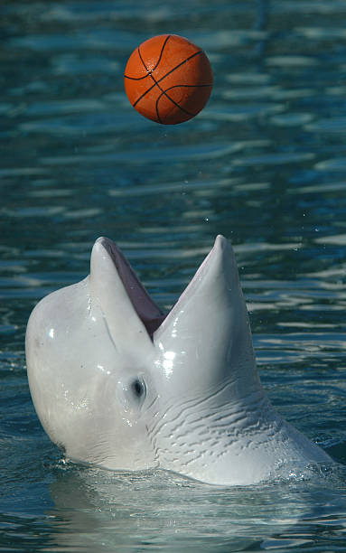 istock White Whale Playing Basketball 139667938