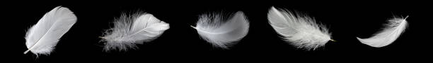 istock white feather of a goose on a black background 1396680355