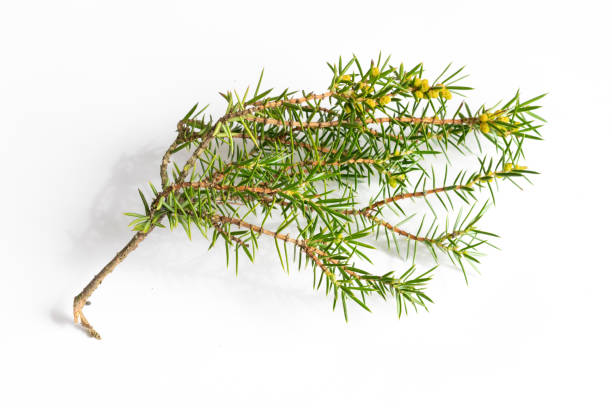 istock juniper twigs on a white isolated background 1396680358