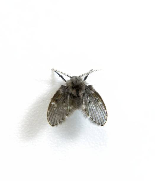 mosca de drenaje doméstica, clogmia albipunctata, mosquito polilla del baño, polilla del baño sobre fondo blanco - nematocera fotografías e imágenes de stock