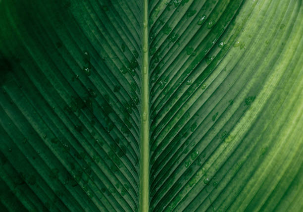 istock Lines on nature leaves with drops dark color background 1396680564