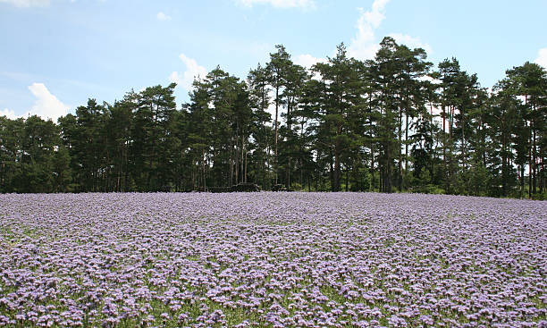 violett Campo - foto de stock