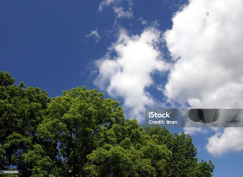 나무와 스카이 - 로열티 프리 0명 스톡 사진